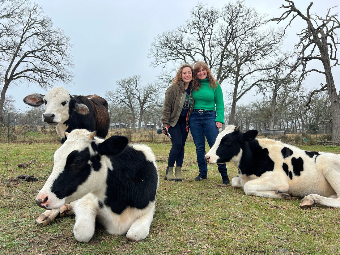 Tracey and Kirsten on a field with three cows around them