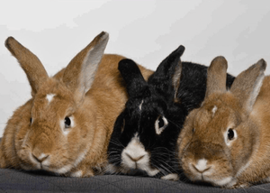 House Rabbit Resource Network: How You Can Help - Rebel Cheese