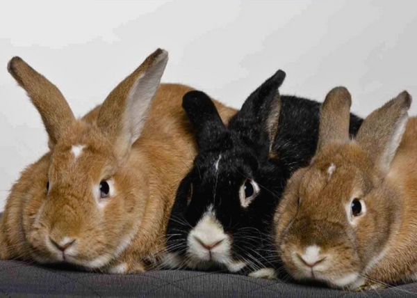 House Rabbit Resource Network: How You Can Help