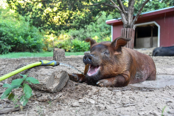 Give Back to the Animals this Veganuary